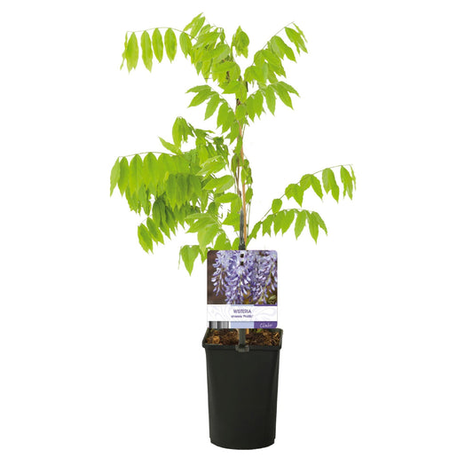 Blauwe regen - Wisteria floribunda Prolific - Forestbloom