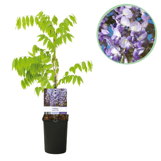 Blauwe regen - Wisteria floribunda Prolific - Forestbloom