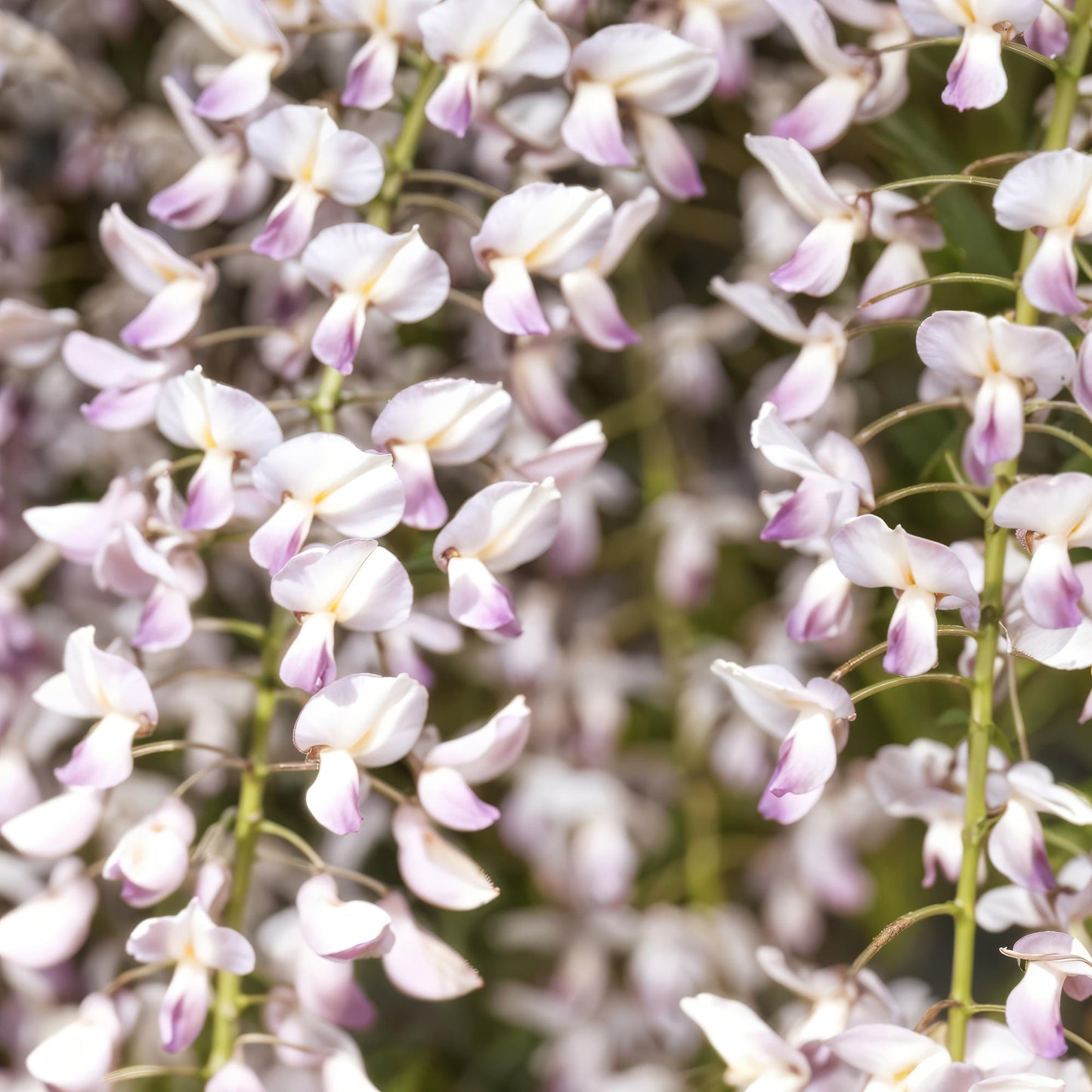 Blauwe regen - Wisteria floribunda Rosea - Forestbloom