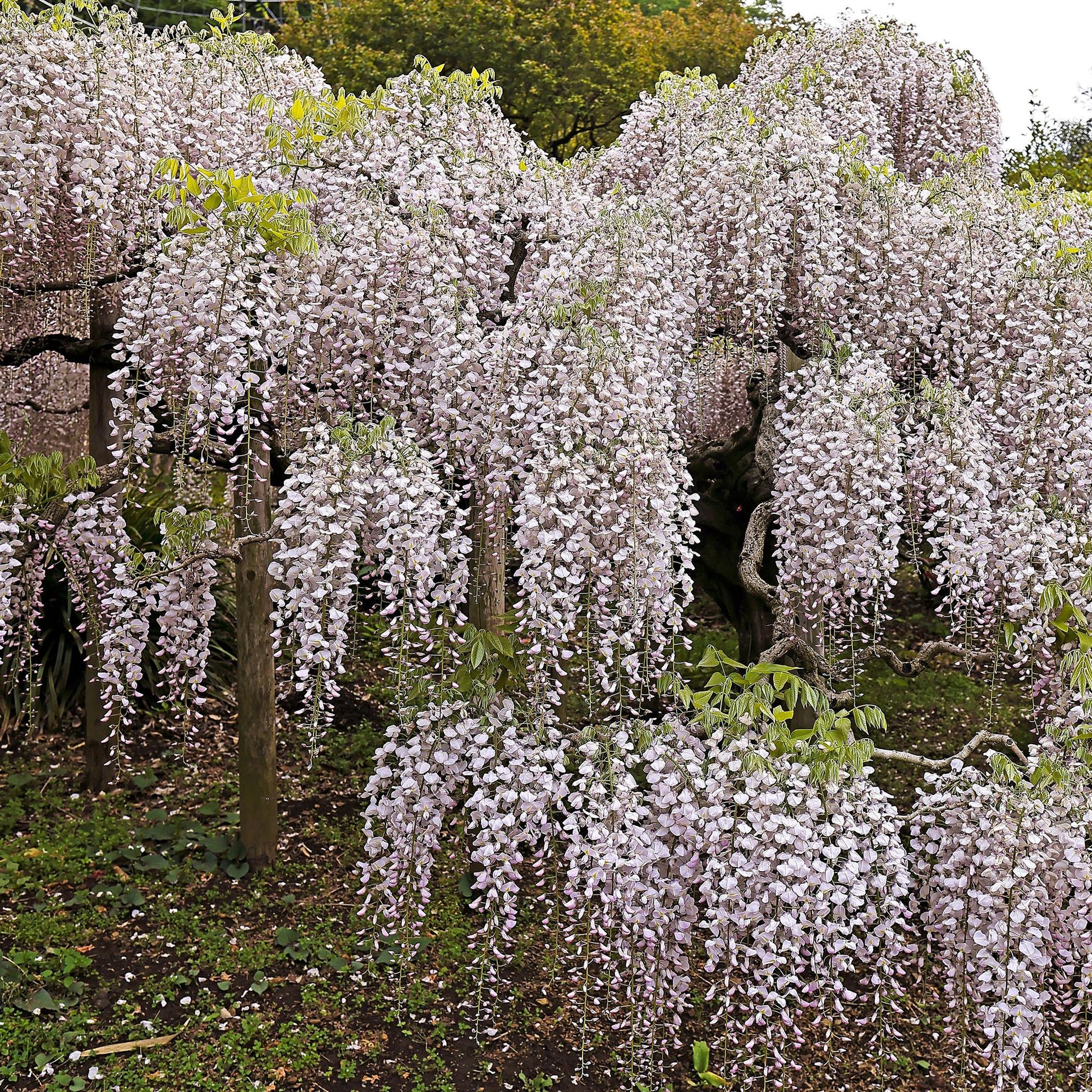 Blauwe regen - Wisteria floribunda Rosea - Forestbloom