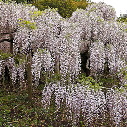 Blauwe regen - Wisteria floribunda Rosea - Forestbloom