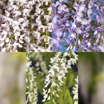 Blauwe regen - Wisteria floribunda Tricolour - 3 planten - Forestbloom