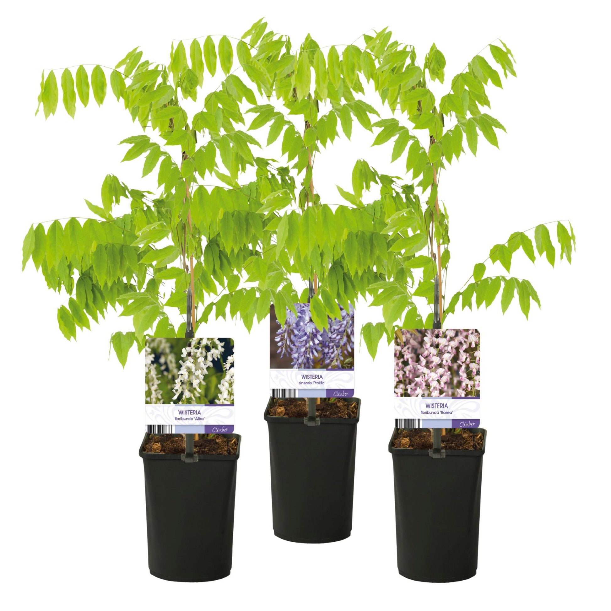 Blauwe regen - Wisteria floribunda Tricolour - 3 planten - Forestbloom