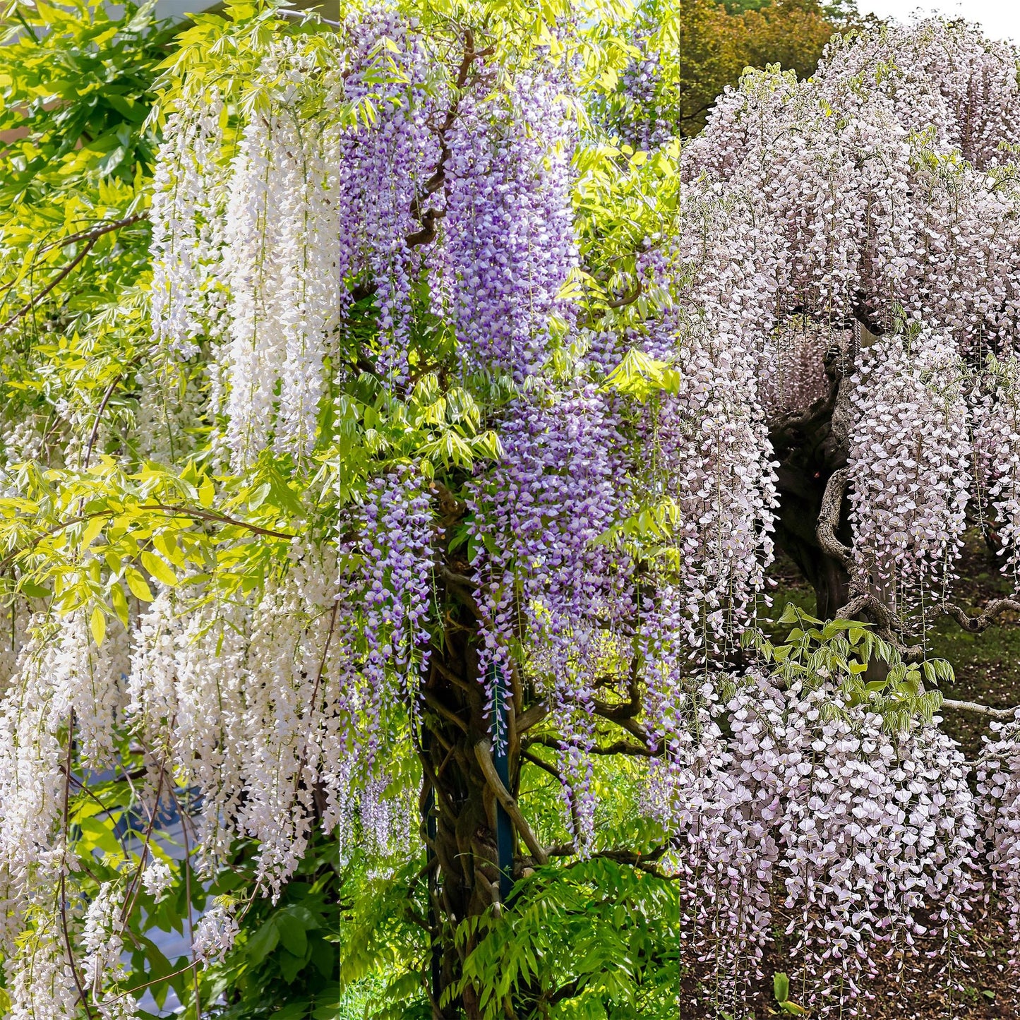 Blauwe regen - Wisteria floribunda Tricolour - 3 planten - Forestbloom