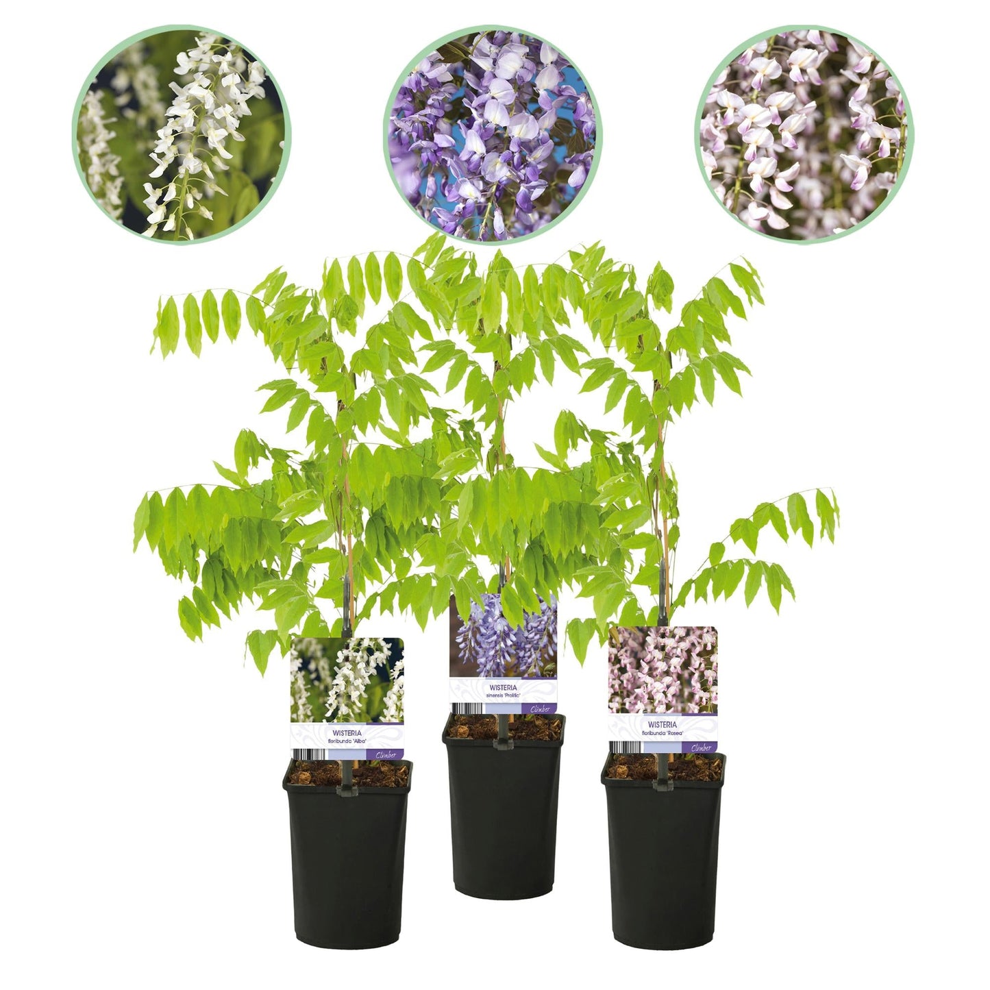Blauwe regen - Wisteria floribunda Tricolour - 3 planten - Forestbloom