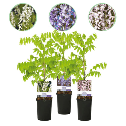 Blauwe regen - Wisteria floribunda Tricolour - 3 planten - Forestbloom