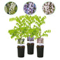 Blauwe regen - Wisteria floribunda Tricolour - 3 planten - Forestbloom