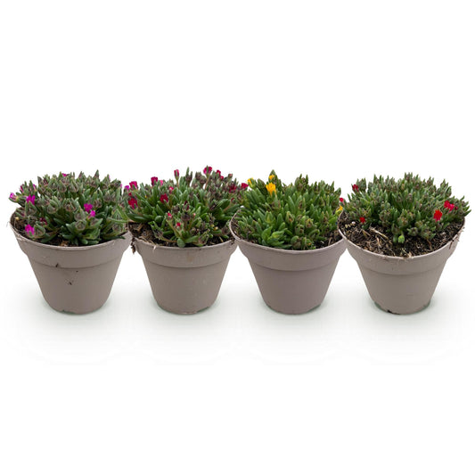 Bodembedekker - Winterhard - Delosperma - 4 Planten - Weinig Onderhoud - Forestbloom