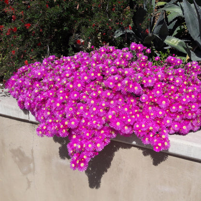 Bodembedekker - Winterhard - Delosperma - 4 Planten - Weinig Onderhoud - Forestbloom