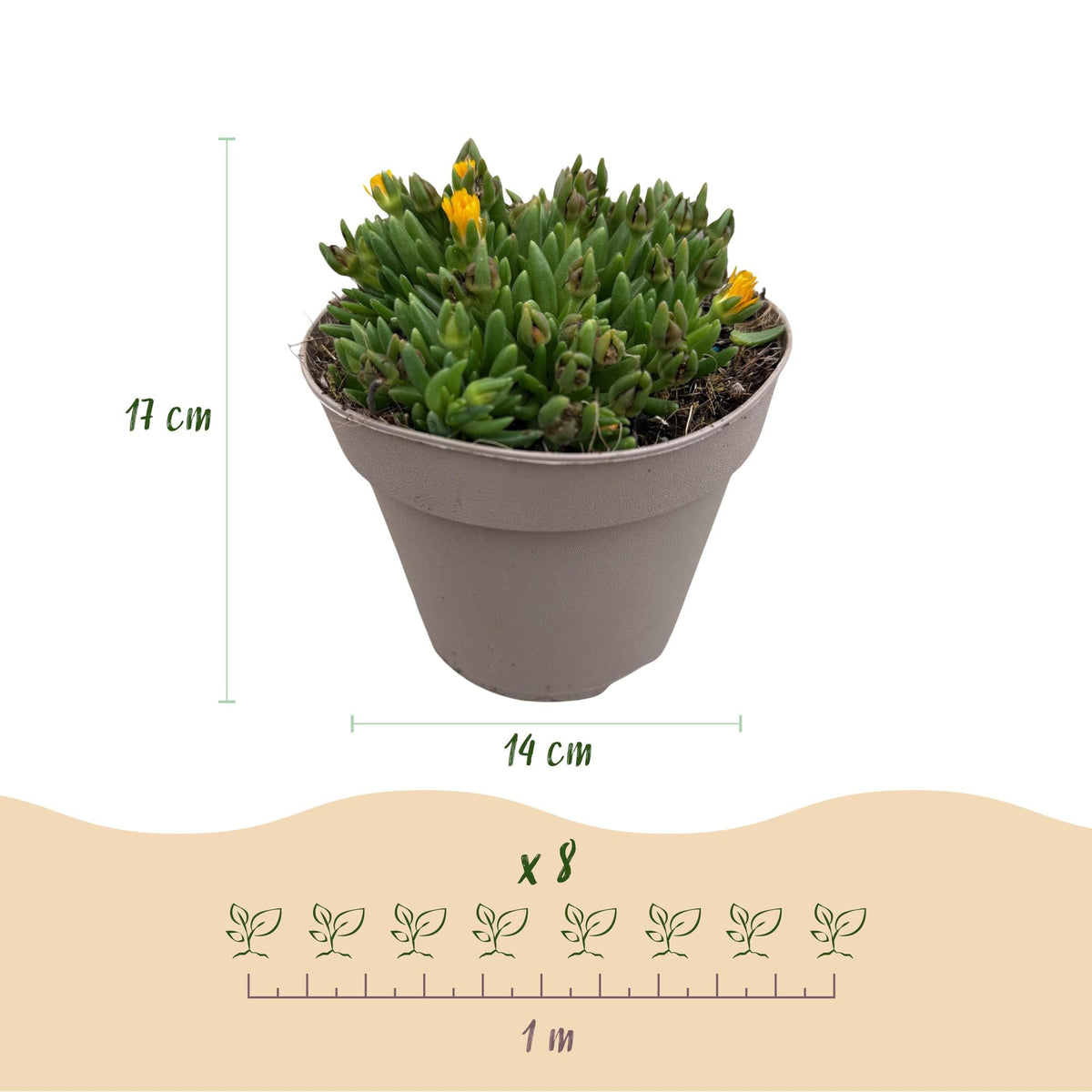 Bodembedekker - Winterhard - Delosperma - 4 Planten - Weinig Onderhoud - Forestbloom