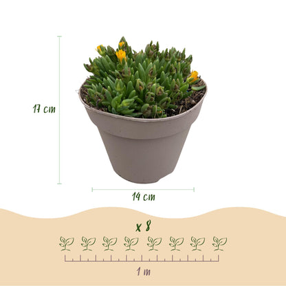Bodembedekker - Winterhard - Delosperma - 4 Planten - Weinig Onderhoud - Forestbloom