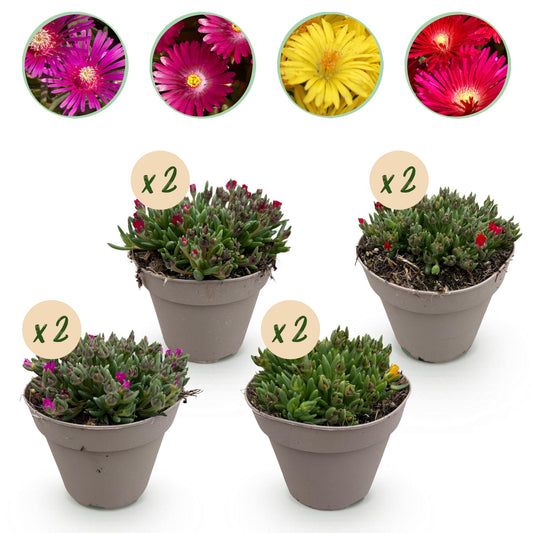 Bodembedekker - Winterhard - Delosperma - 8 Planten - Weinig Onderhoud - Forestbloom