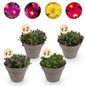 Bodembedekker - Winterhard - Delosperma - 8 Planten - Weinig Onderhoud - Forestbloom