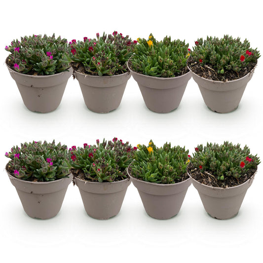 Bodembedekker - Winterhard - Delosperma - 8 Planten - Weinig Onderhoud - Forestbloom