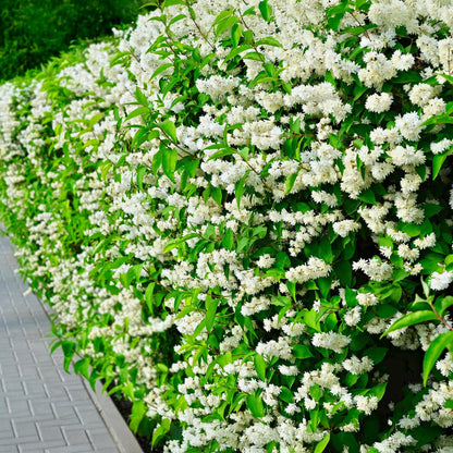 Boerenjasmijn - Philadelphus Snowbelle - Weinig Onderhoud - Forestbloom