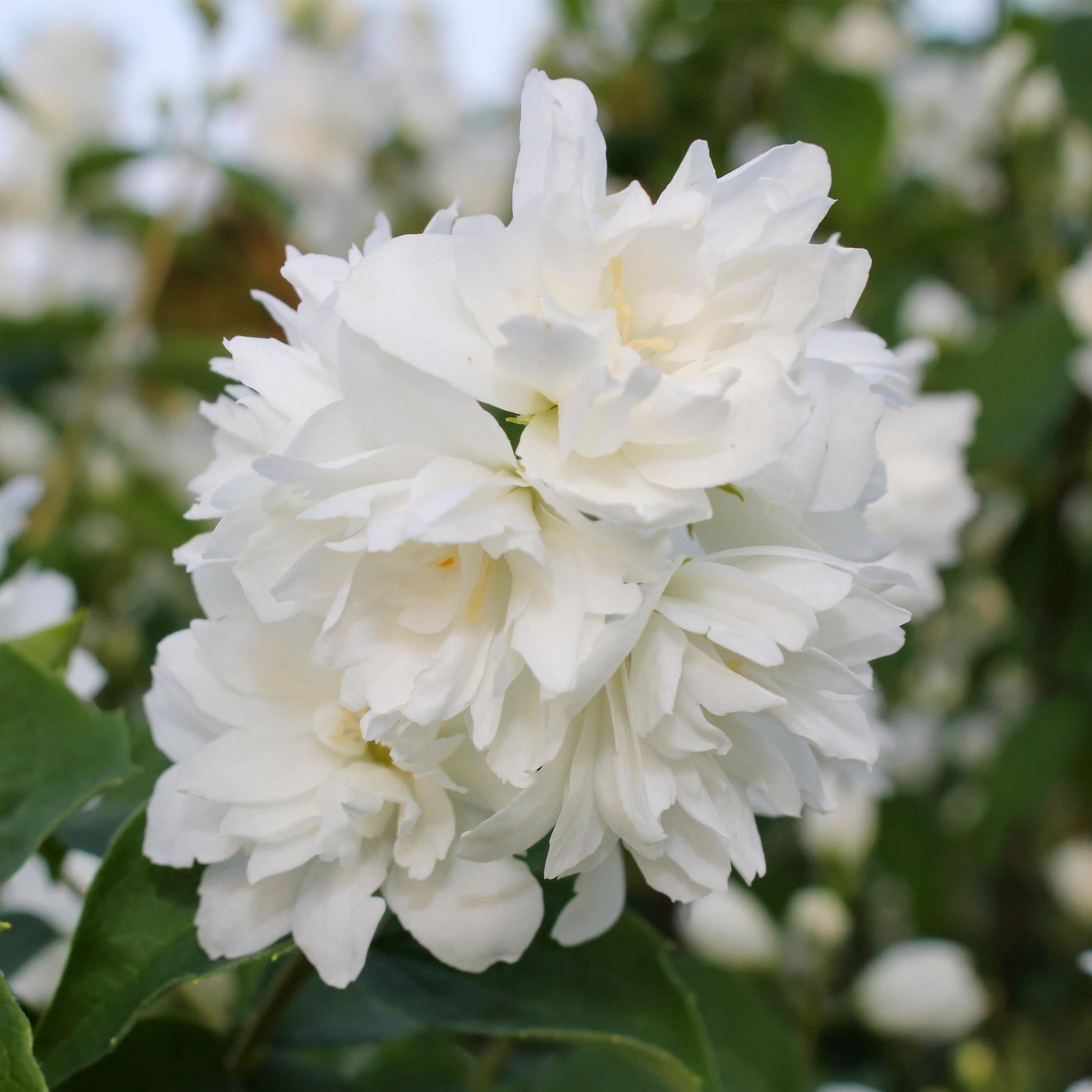Boerenjasmijn - Philadelphus Snowbelle - Weinig Onderhoud - Forestbloom