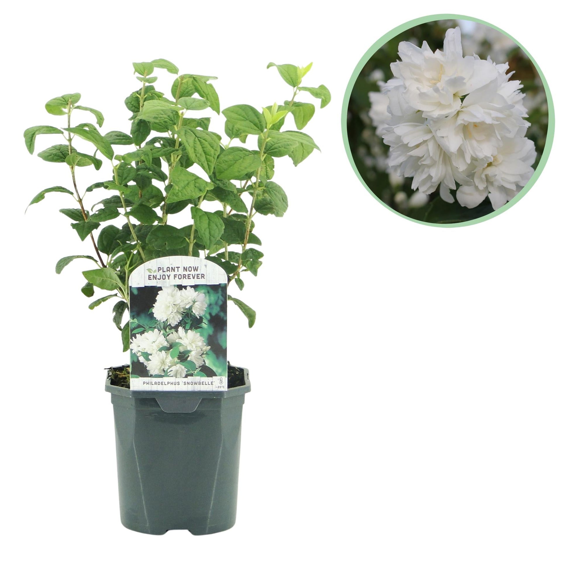 Boerenjasmijn - Philadelphus Snowbelle - Weinig Onderhoud - Forestbloom