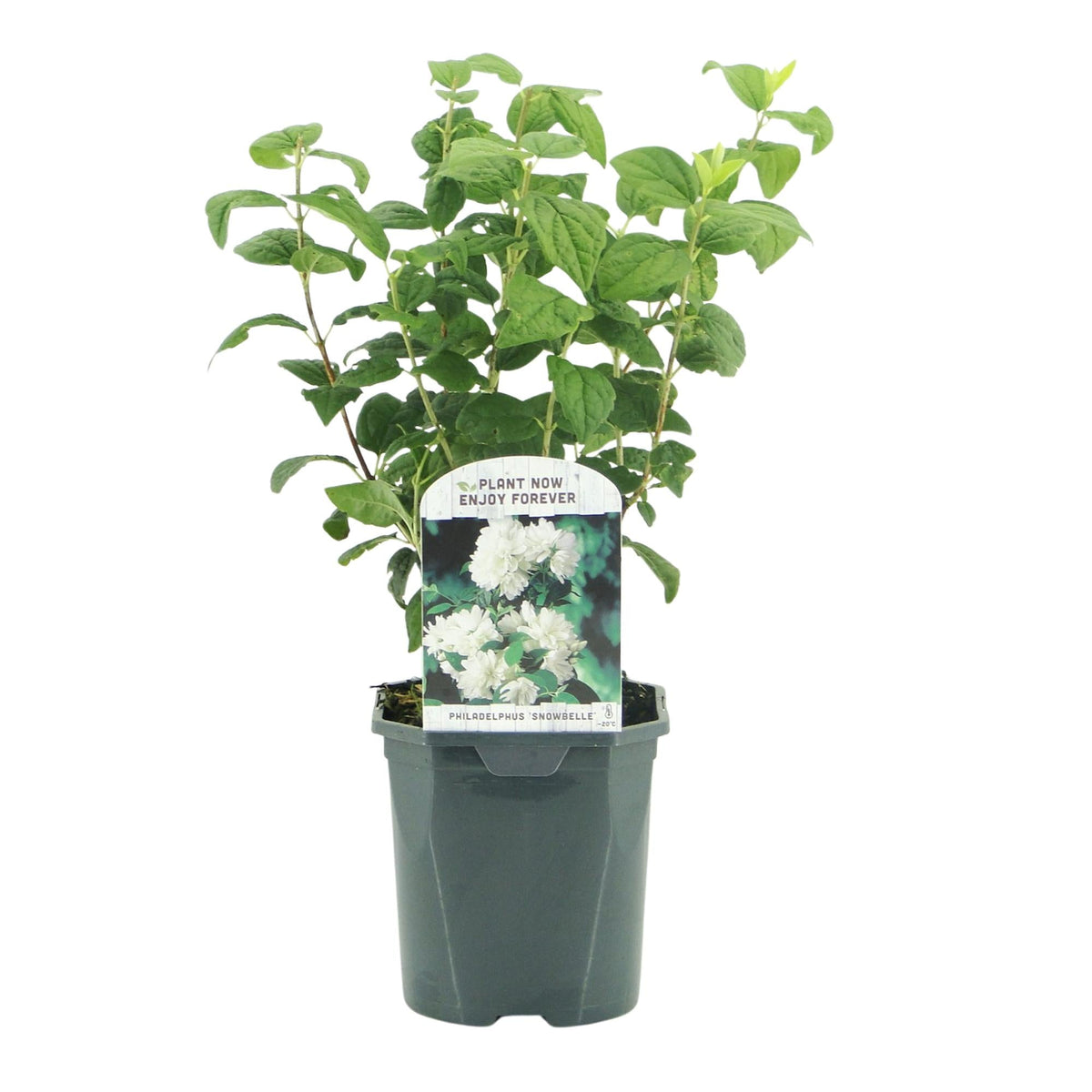 Boerenjasmijn - Philadelphus Snowbelle - Weinig Onderhoud - Forestbloom