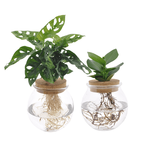 Bolglas Duo Monstera Adansonii/Clusia - 2 stuks - Forestbloom