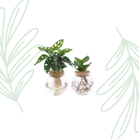 Bolglas Duo Monstera Adansonii/Clusia - 2 stuks - Forestbloom