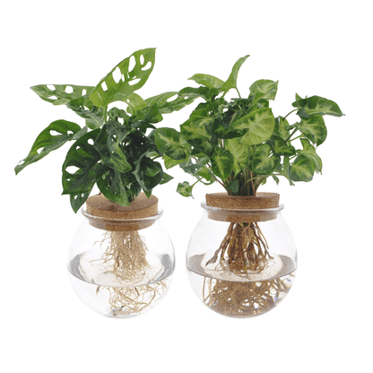 Bolglas Duo Monstera Adansonii/Syngonium Green - 2 stuks - Forestbloom