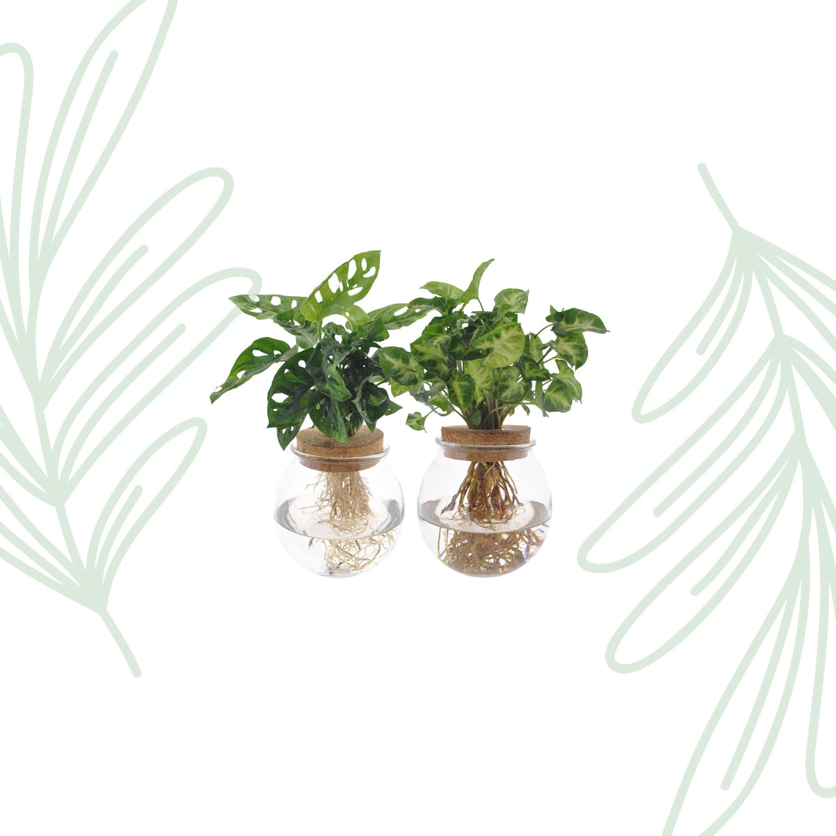 Bolglas Duo Monstera Adansonii/Syngonium Green - 2 stuks - Forestbloom