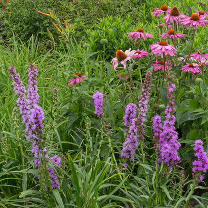 Borderpakket - Bijen en Vlinderlokkend - 24 Vaste planten - Diversen kleuren - Weinig Onderhoud - Forestbloom