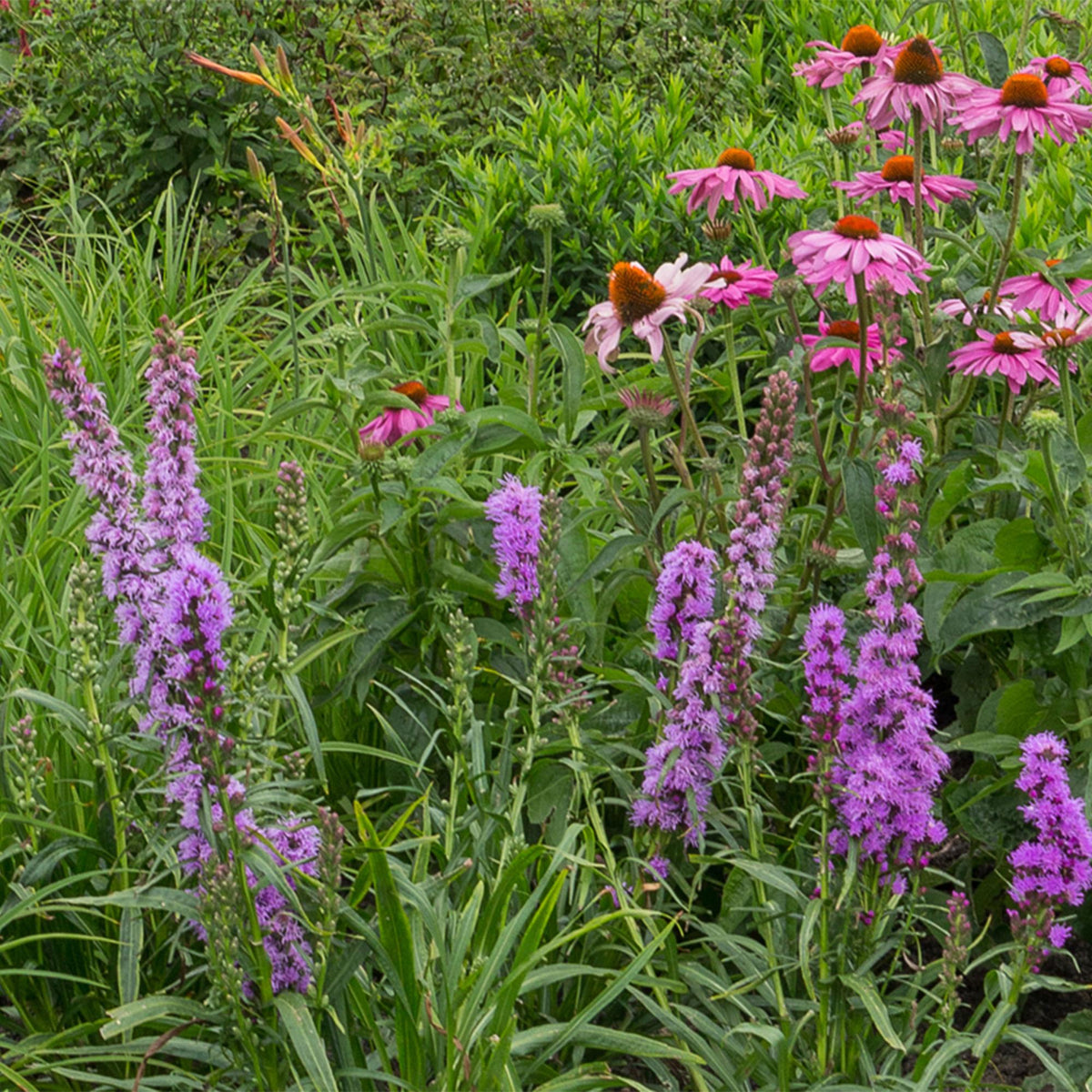 Borderpakket - Bijen en Vlinderlokkend - 8 Vaste planten - Diversen kleuren - Weinig Onderhoud - Forestbloom