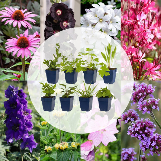 Borderpakket - Bijen en Vlinderlokkend - 8 Vaste planten - Diversen kleuren - Weinig Onderhoud - Forestbloom