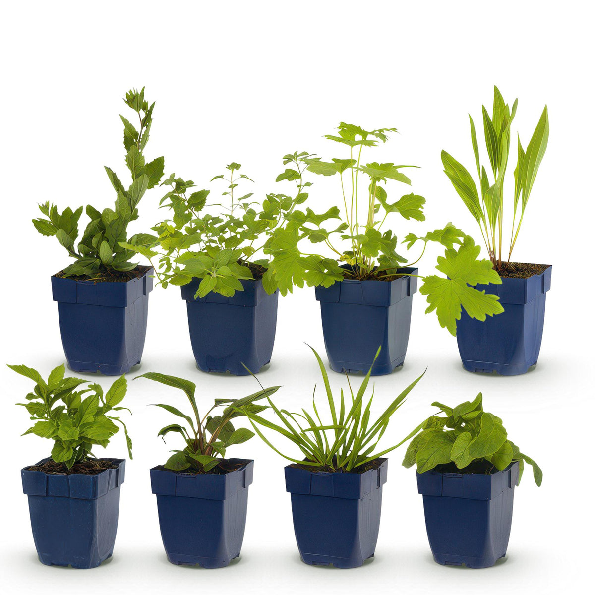 Borderpakket - Bijen en Vlinderlokkend - 8 Vaste planten - Diversen kleuren - Weinig Onderhoud - Forestbloom
