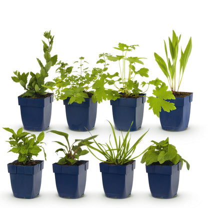Borderpakket - Bijen en Vlinderlokkend - 8 Vaste planten - Diversen kleuren - Weinig Onderhoud - Forestbloom