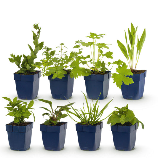 Borderpakket - Bijen en Vlinderlokkend - 8 Vaste planten - Diversen kleuren - Weinig Onderhoud - Forestbloom