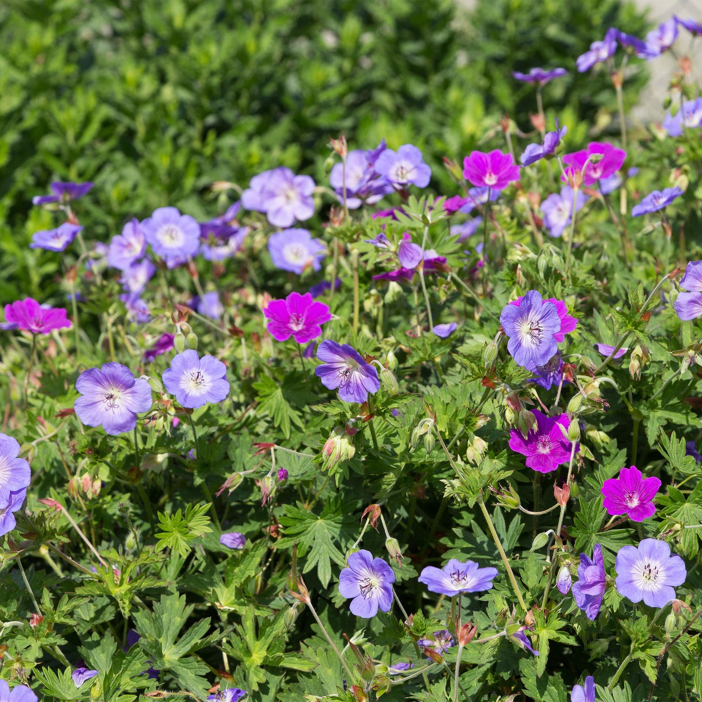 Borderpakket - Bodembedekkend - 8 Vaste planten - Diversen kleuren - Weinig Onderhoud - Forestbloom