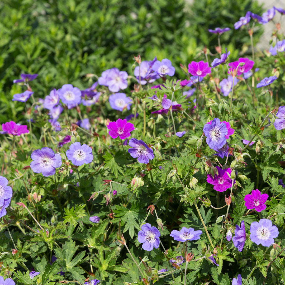 Borderpakket - Bodembedekkend - 8 Vaste planten - Diversen kleuren - Weinig Onderhoud - Forestbloom
