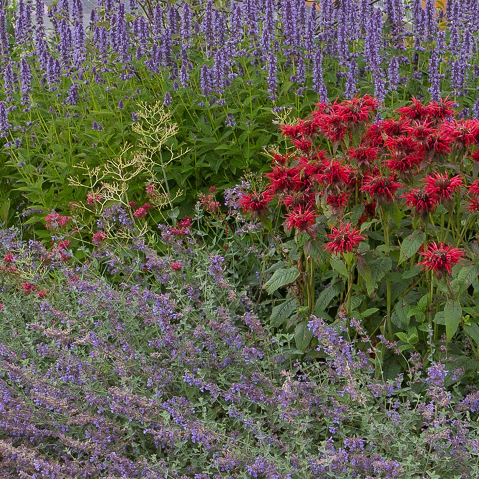 Borderpakket - Geurend - 24 Vaste planten - Diversen kleuren - Weinig Onderhoud - Forestbloom