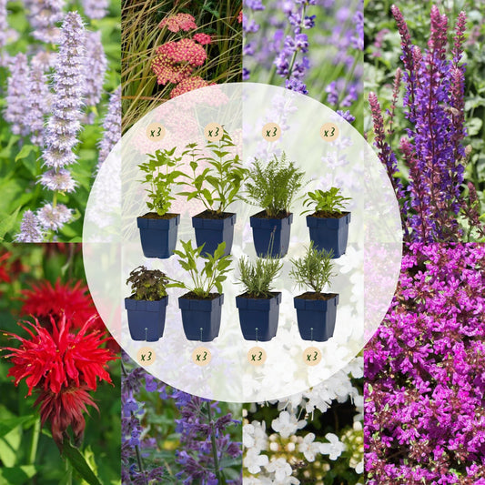 Borderpakket - Geurend - 24 Vaste planten - Diversen kleuren - Weinig Onderhoud - Forestbloom