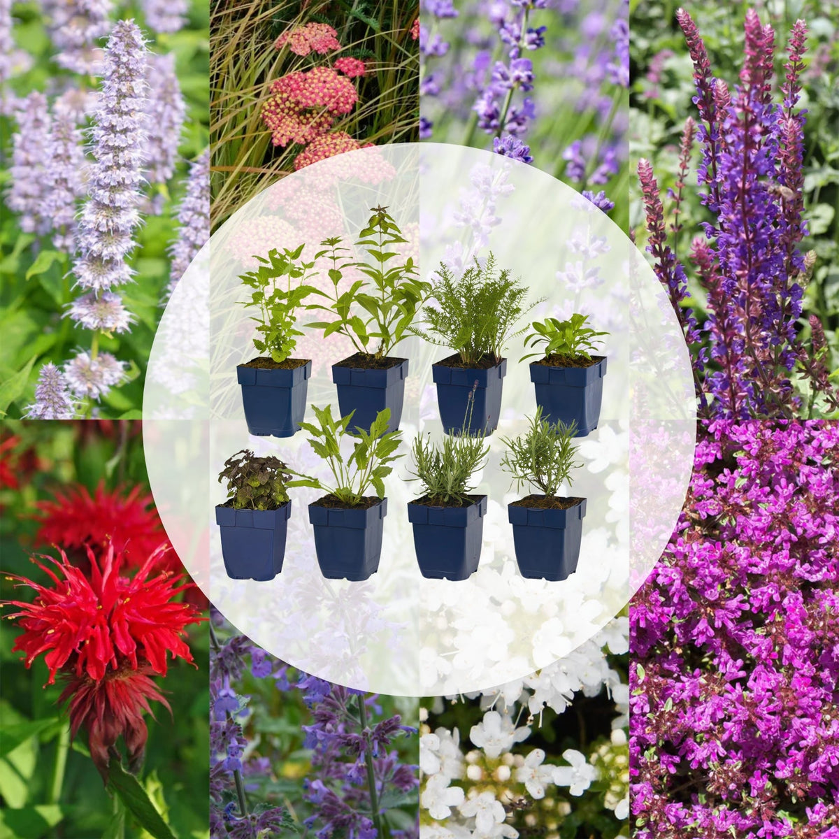 Borderpakket - Geurend - 8 Vaste planten - Diversen kleuren - Weinig Onderhoud - Forestbloom