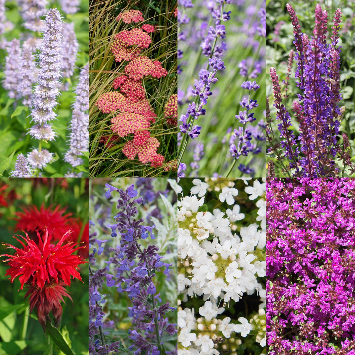 Borderpakket - Geurend - 8 Vaste planten - Diversen kleuren - Weinig Onderhoud - Forestbloom