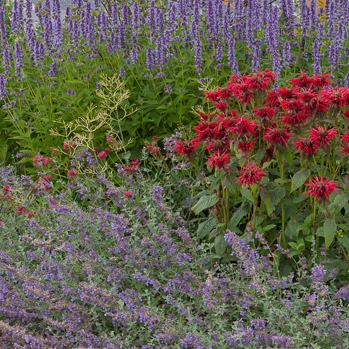 Borderpakket - Geurend - 8 Vaste planten - Diversen kleuren - Weinig Onderhoud - Forestbloom