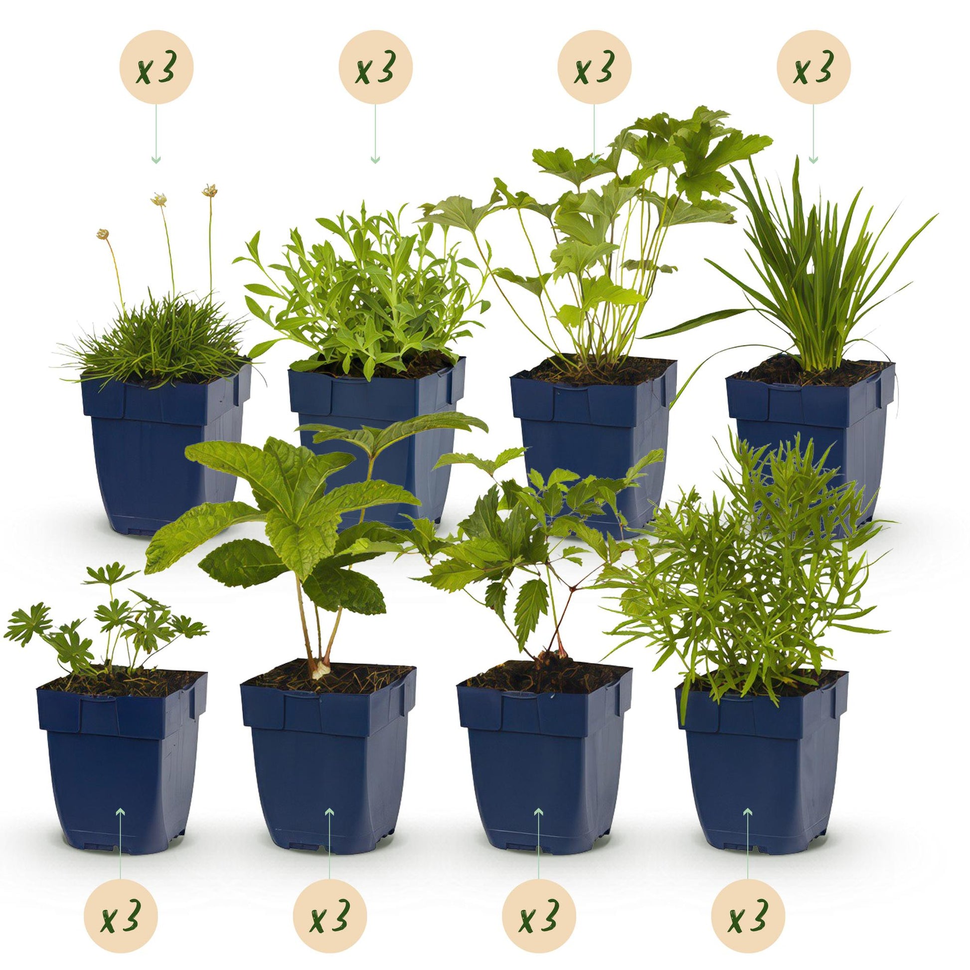 Borderpakket - Kleur Wit - 24 Vaste planten - Diversen kleuren - Weinig Onderhoud - Forestbloom