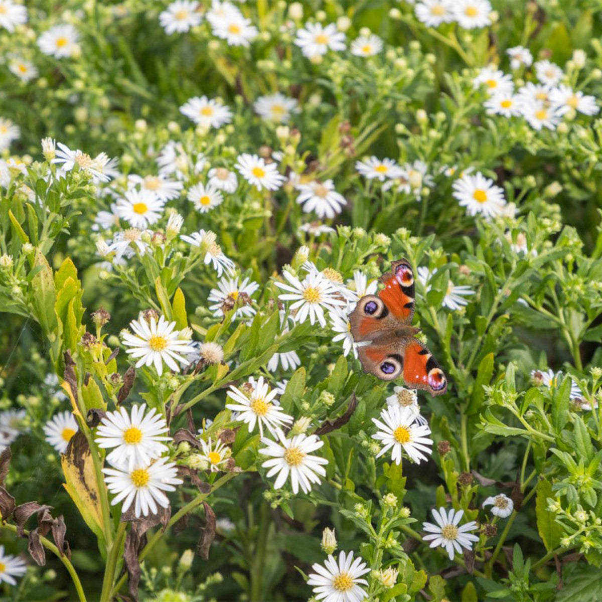 Borderpakket - Kleur Wit - 8 Vaste planten - Diversen kleuren - Weinig Onderhoud - Forestbloom