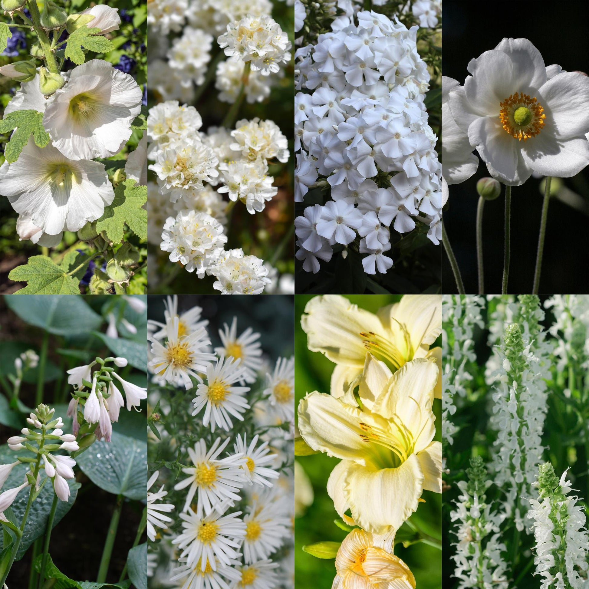 Borderpakket - Kleur Wit - 8 Vaste planten - Diversen kleuren - Weinig Onderhoud - Forestbloom