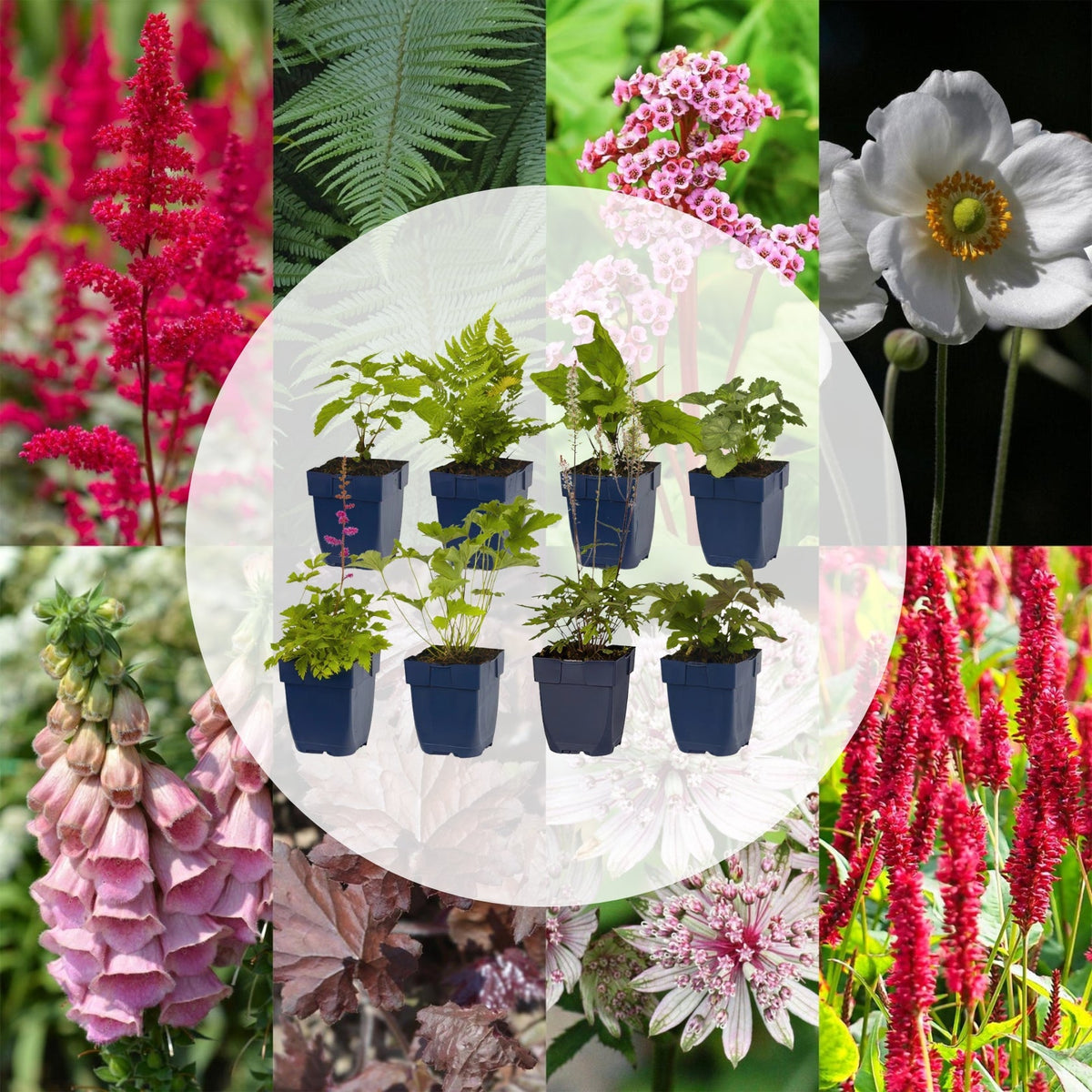 Borderpakket - Schaduw - 8 Vaste planten - Diversen kleuren - Weinig Onderhoud - Forestbloom