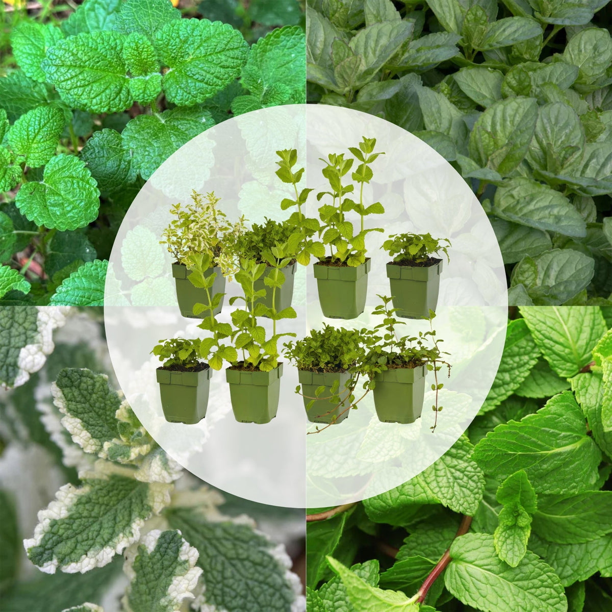 Borderpakket - Thee kruiden - 8 Vaste planten - Diversen kleuren - Weinig Onderhoud - Forestbloom