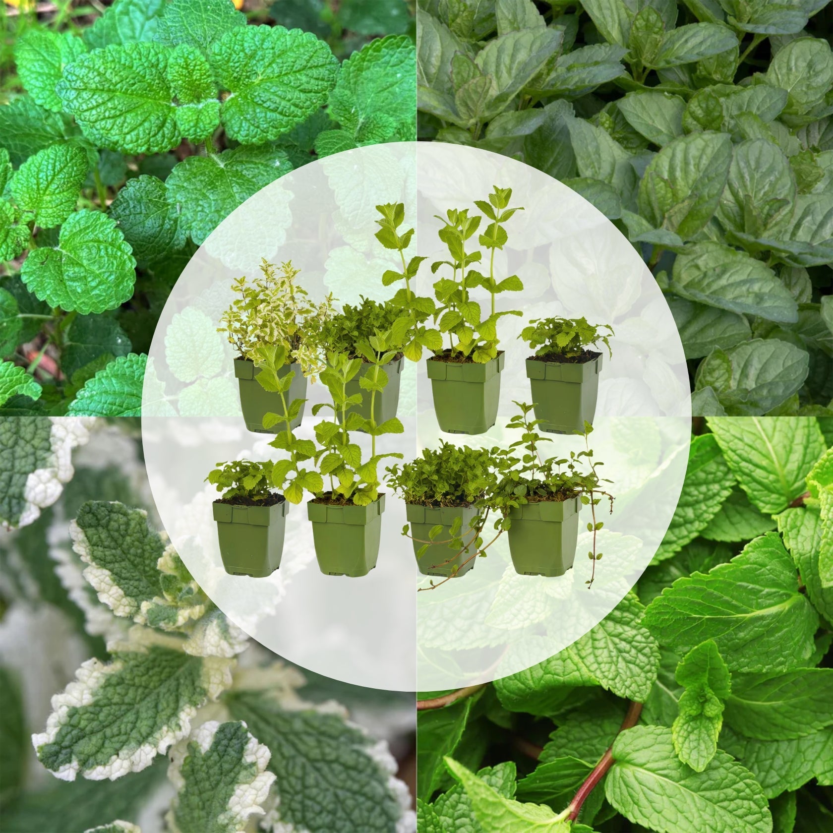 Borderpakket - Thee kruiden - 8 Vaste planten - Diversen kleuren - Weinig Onderhoud - Forestbloom