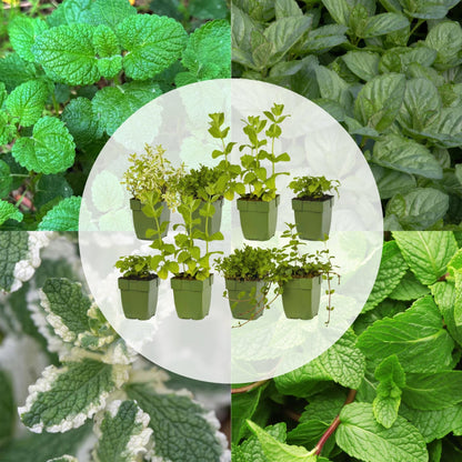 Borderpakket - Thee kruiden - 8 Vaste planten - Diversen kleuren - Weinig Onderhoud - Forestbloom