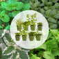 Borderpakket - Thee kruiden - 8 Vaste planten - Diversen kleuren - Weinig Onderhoud - Forestbloom