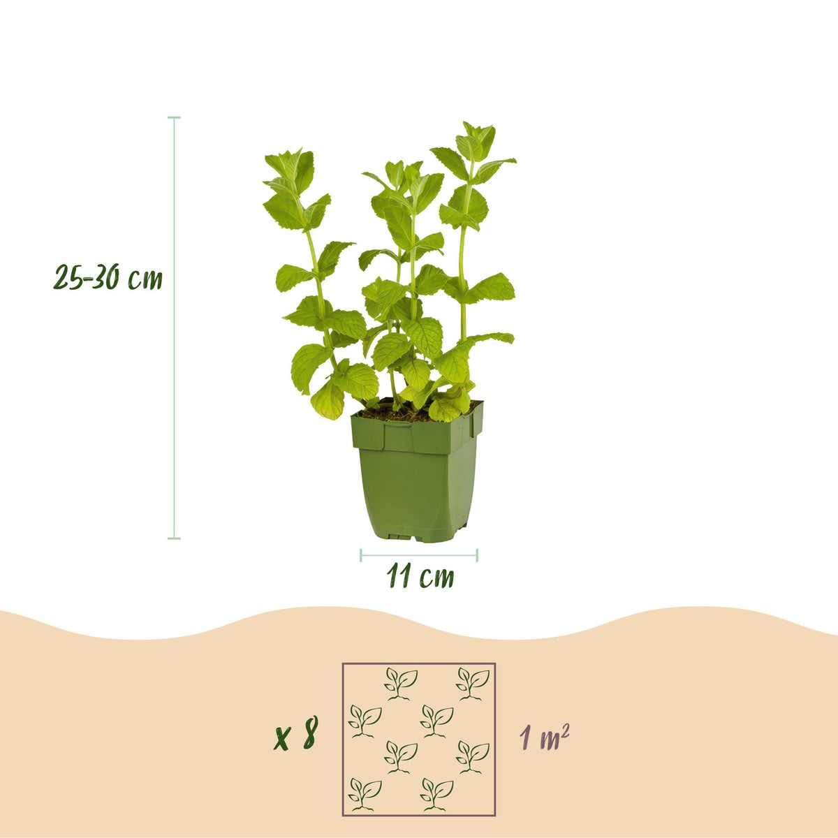 Borderpakket - Thee kruiden - 8 Vaste planten - Diversen kleuren - Weinig Onderhoud - Forestbloom