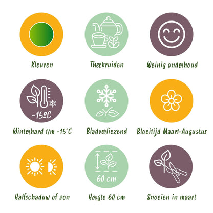 Borderpakket - Thee kruiden - 8 Vaste planten - Diversen kleuren - Weinig Onderhoud - Forestbloom