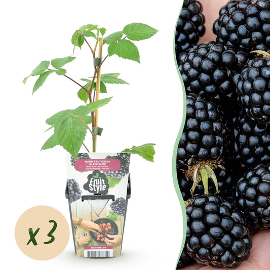 Braam - Rubus Black Satin - Winterhard - 3 Planten - Forestbloom